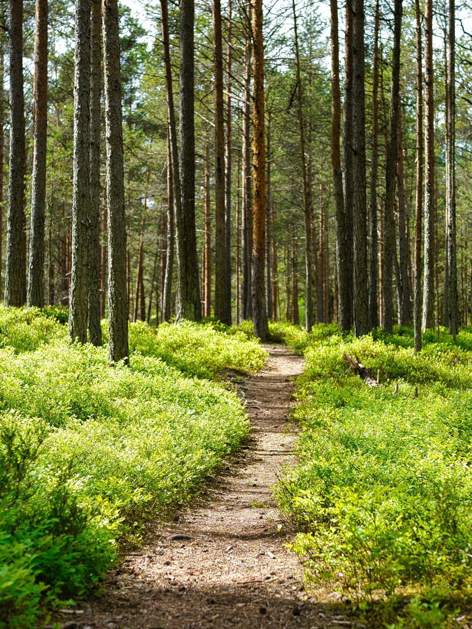 Trailmate – die App für Mantrailing, die dein Training smarter macht